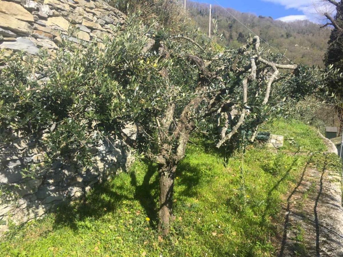 Vista Portofino Daire Rapallo Dış mekan fotoğraf